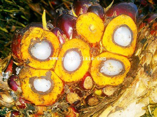 棕櫚果制油成套設備工程規(guī)格含棕櫚果圖片(圖1)