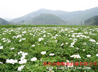 牡丹籽油設(shè)備 牡丹籽油成套生產(chǎn)線(圖1) 牡丹籽榨油機(jī)